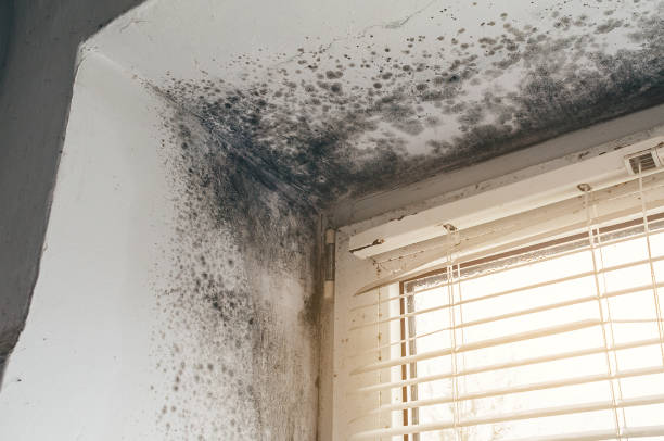 Affordable Mold Cleanup solutions in Port Washington, NY
